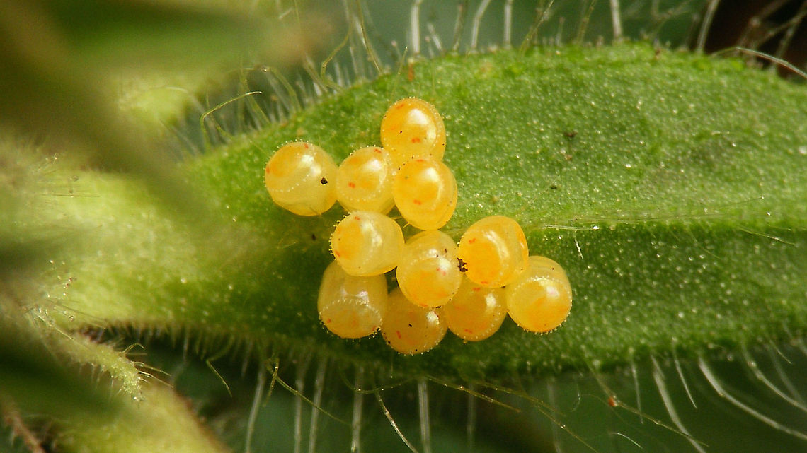 Stagonomus venustissimus - Eggs  Eggs,Eysarcorini,Eysarcoris,Eysarcoris venustissimus,Heteroptera,Jane's garden,Ovae,Pentatomidae,Pentatominae,Stagonomus venustissimus,Woundwort shieldbug,nl: Andoornschildwants