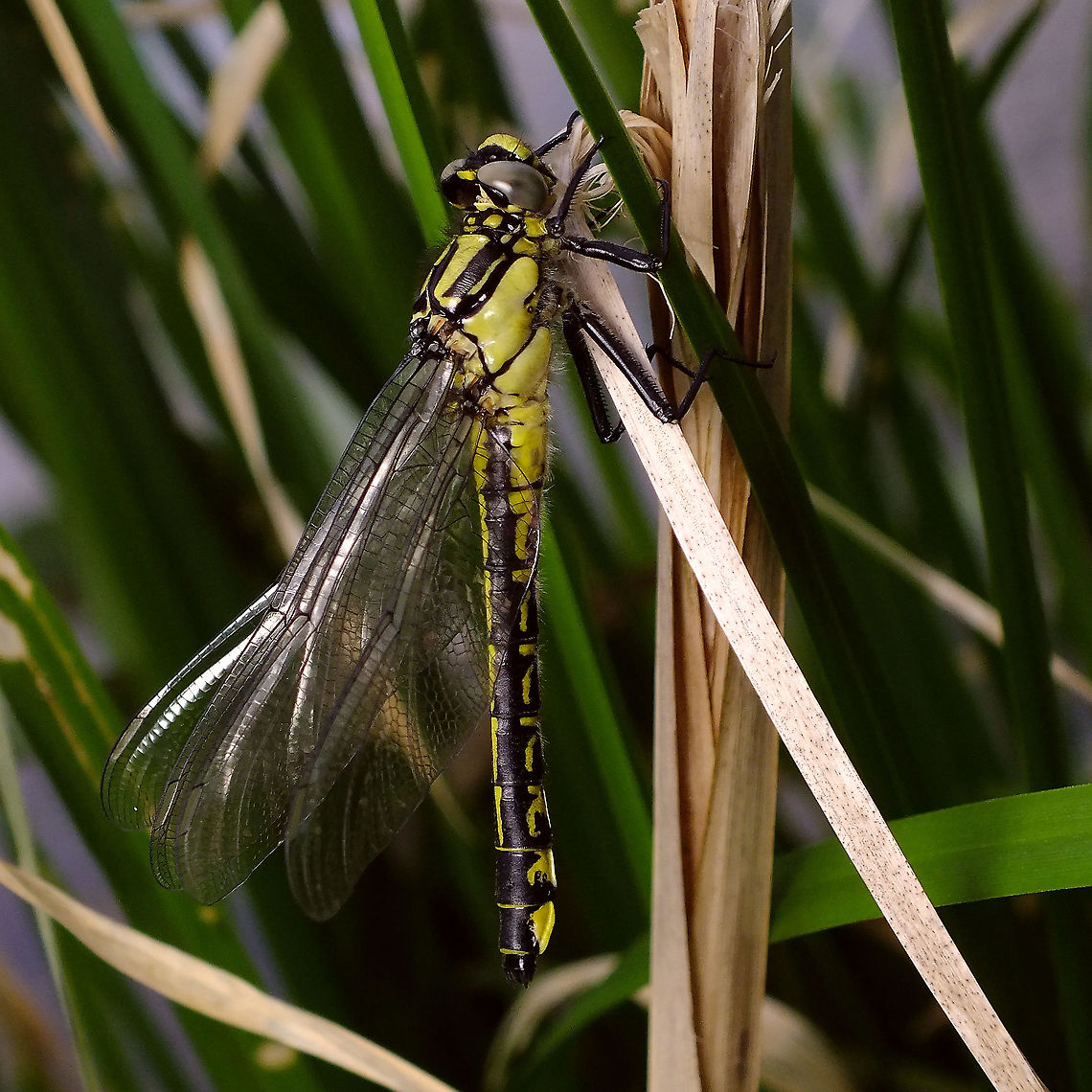 Gomphus vulgatissimus - Female  Common clubtail,Geotagged,Gomphidae,Gomphus,Gomphus vulgatissimus,Netherlands,Odonata,nl: Beekrombout