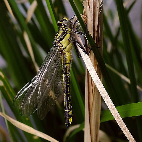 Gomphus vulgatissimus - Female  Common clubtail,Geotagged,Gomphidae,Gomphus,Gomphus vulgatissimus,Netherlands,Odonata,nl: Beekrombout