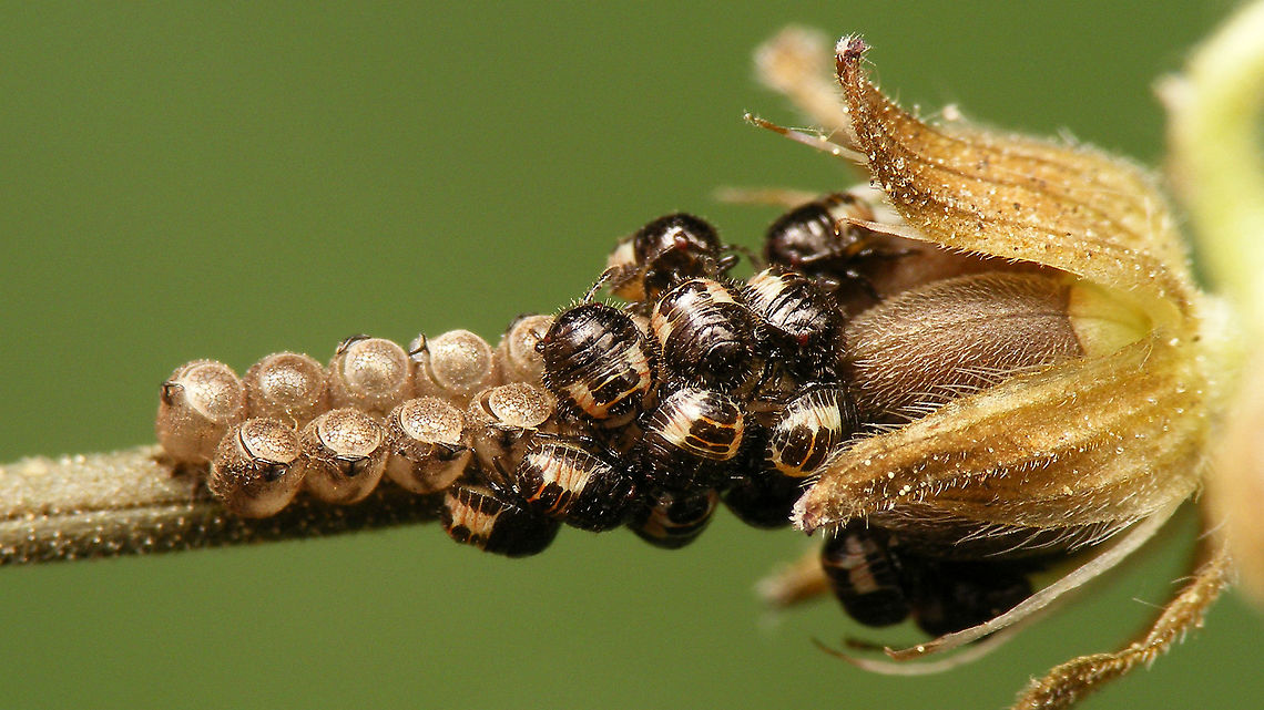 Dolycoris baccarum - Freshly hatched A few hours after emerging from the eggs<br />
A bit closer here:<br />
<figure class="photo"><a href="https://www.jungledragon.com/image/95430/dolycoris_baccarum_-_l1.html" title="Dolycoris baccarum - L1"><img src="https://s3.amazonaws.com/media.jungledragon.com/images/3043/95430_thumb.jpg?AWSAccessKeyId=05GMT0V3GWVNE7GGM1R2&Expires=1767225610&Signature=8%2FODi1DFsVkk%2BoFhI2XGa6N792s%3D" width="200" height="114" alt="Dolycoris baccarum - L1 Full view of scene:<br />
https://www.jungledragon.com/image/95429/dolycoris_baccarum_-_freshly_hatched.html Carpocorini,Dolycoris,Dolycoris baccarum,Jane&#039;s garden,Netherlands,Pentatomidae,Pentatominae,Sloe bug,eggs,nl: Bessenschildwants,nymph,ovae,true bug" /></a></figure> Carpocorini,Dolycoris,Dolycoris baccarum,Hatching,Jane's garden,Netherlands,Pentatomidae,Pentatominae,Sloe bug,eggs,nl: Bessenschildwants,nymphs,ovae,true bug