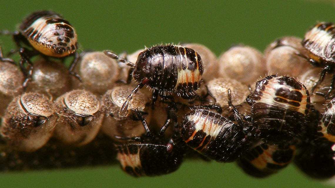 Dolycoris baccarum - L1 Full view of scene:<br />
<figure class="photo"><a href="https://www.jungledragon.com/image/95429/dolycoris_baccarum_-_freshly_hatched.html" title="Dolycoris baccarum - Freshly hatched"><img src="https://s3.amazonaws.com/media.jungledragon.com/images/3043/95429_thumb.jpg?AWSAccessKeyId=05GMT0V3GWVNE7GGM1R2&Expires=1767225610&Signature=WqQbaRUT3T428E%2Fm6QZvlKZXrgM%3D" width="200" height="114" alt="Dolycoris baccarum - Freshly hatched A few hours after emerging from the eggs<br />
A bit closer here:<br />
https://www.jungledragon.com/image/95430/dolycoris_baccarum_-_l1.html Carpocorini,Dolycoris,Dolycoris baccarum,Hatching,Jane&#039;s garden,Netherlands,Pentatomidae,Pentatominae,Sloe bug,eggs,nl: Bessenschildwants,nymphs,ovae,true bug" /></a></figure> Carpocorini,Dolycoris,Dolycoris baccarum,Jane's garden,Netherlands,Pentatomidae,Pentatominae,Sloe bug,eggs,nl: Bessenschildwants,nymph,ovae,true bug