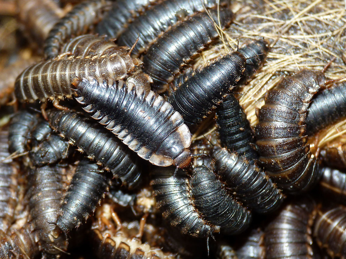 Oiceoptoma thoracicum - Larva Scene photographed on a the remains of a dead deer.<br />
The larva on top is Oiceoptoma thoracicum, the larvae below it are Necrodes littoralis Coleoptera,Larva,Larvae,Necrodes,Necrodes littoralis,Oiceoptoma,Oiceoptoma thoracicum,Silphidae,Silphinae,nl: Oeveraaskever,nl: Oranje aaskever