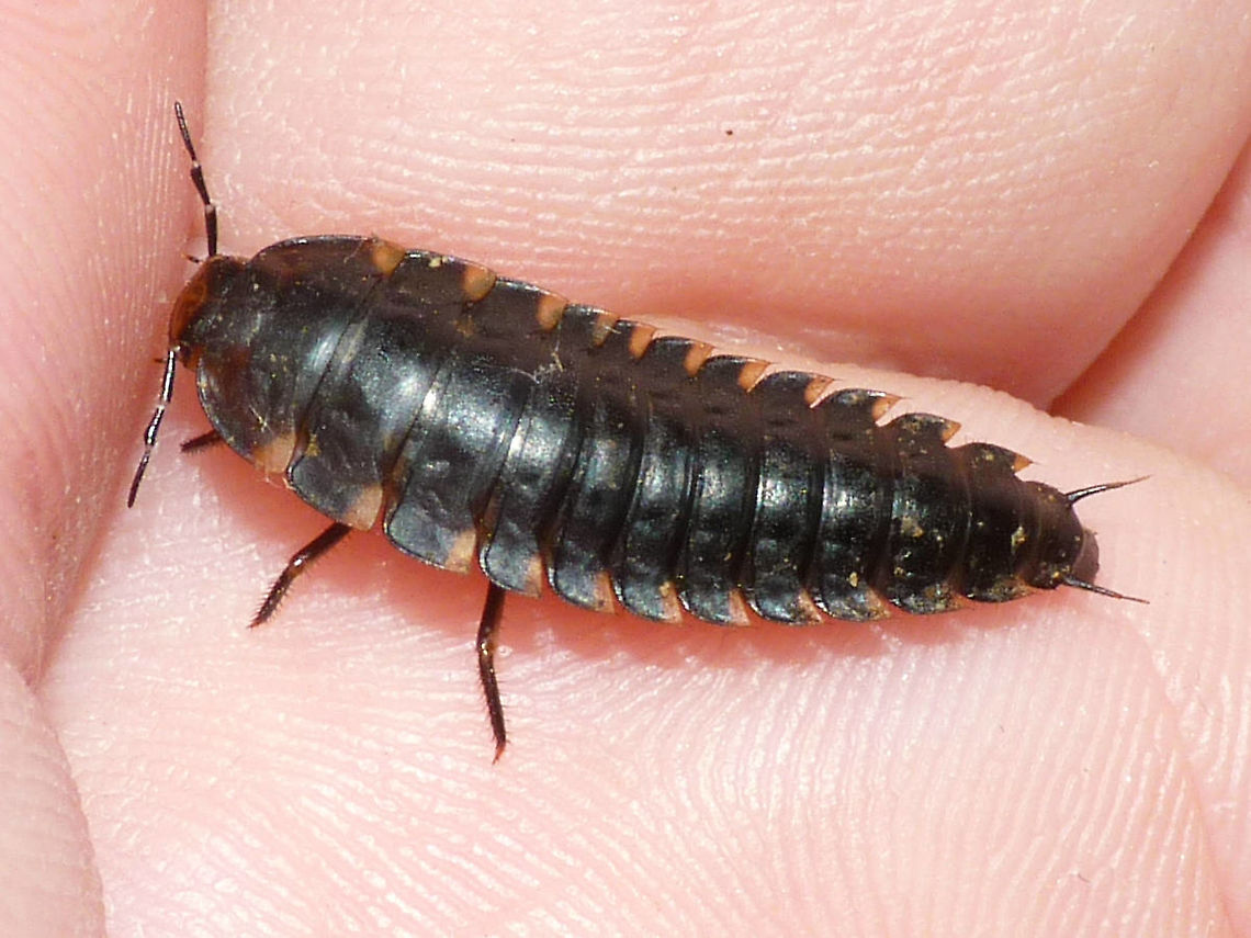 Silpha tristis - Larva  Carrion Beetle,Coleoptera,Larva,Silpha,Silpha tristis,Silphidae,Silphinae