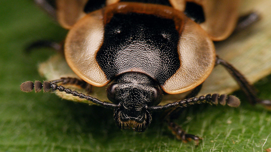 Dendroxena quadrimaculata - Portrait  Carrion Beetle,Dendroxena,Dendroxena quadrimaculata,Silphidae,Silphinae,Staphylinoidea,Xylodrepa,compound eyes,nl: Rupsenaaskever