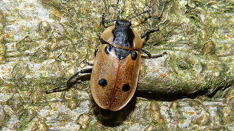 Dendroxena quadrimaculata  Carrion Beetle,Dendroxena,Dendroxena quadrimaculata,Silphidae,Silphinae,Staphylinoidea,Xylodrepa,nl: Rupsenaaskever