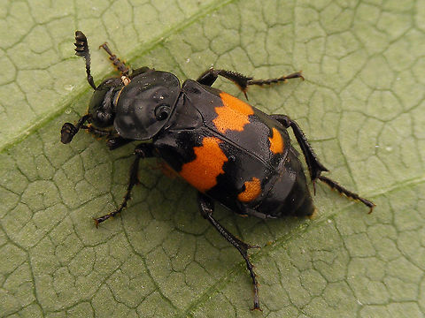 Nicrophorus vespilloides  Carrion Beetle,Jane's garden,Lesser Vespillo Burying Beetle,Nicrophorinae,Nicrophorus,Nicrophorus vespilloides,Silphidae,Staph,burying beetle,nl: Gewone doodgraver