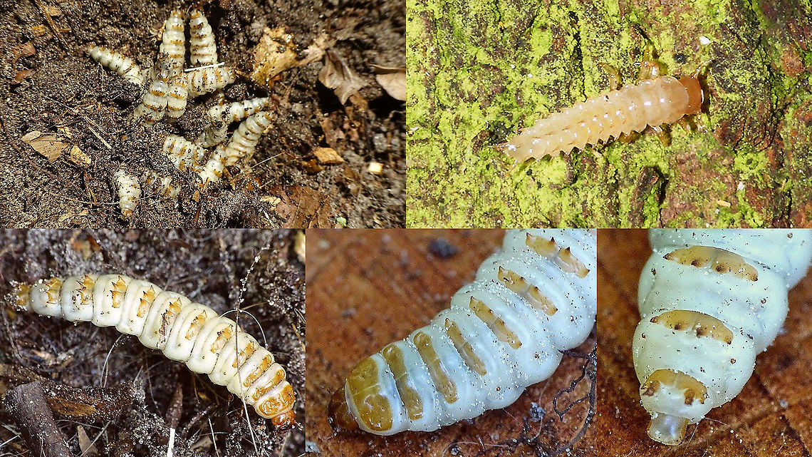 Larvae of some Nicrophorus sp Found these larvae under a dead mole that was feebly dug in. In the previous days, two species of Nicrophorus had been busy around the mole (N. vespillo and N. vespilloides), so it&#039;s unclear what species these belong to. Top right is a much younger larva, seen earlier than the others. Close-ups are probably shot by Jeanette. Carrion Beetle,Jane's garden,Larvae,Nicrophorinae,Nicrophorus,Silphidae,Staph,burying beetle,nl: Doodgraver