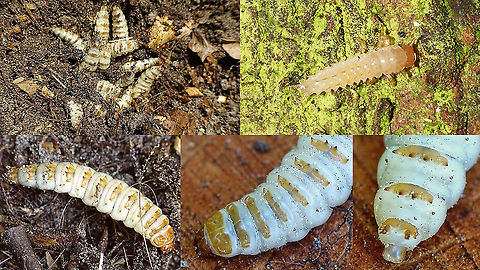 Larvae of some Nicrophorus sp Found these larvae under a dead mole that was feebly dug in. In the previous days, two species of Nicrophorus had been busy around the mole (N. vespillo and N. vespilloides), so it's unclear what species these belong to. Top right is a much younger larva, seen earlier than the others. Close-ups are probably shot by Jeanette. Carrion Beetle,Jane's garden,Larvae,Nicrophorinae,Nicrophorus,Silphidae,Staph,burying beetle,nl: Doodgraver