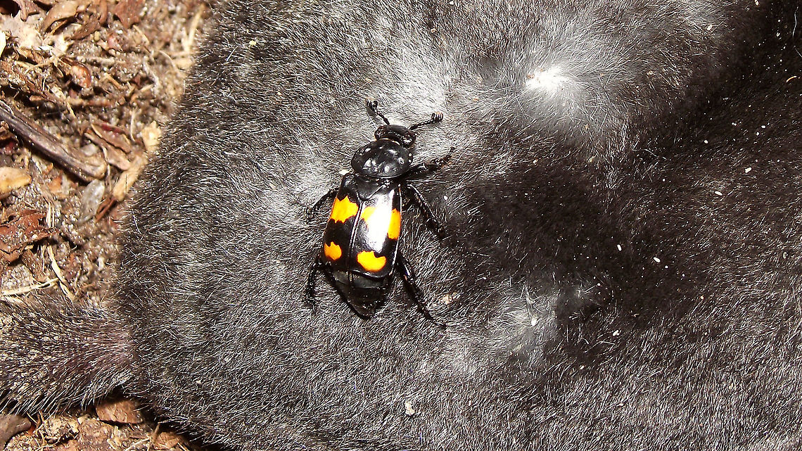 Nicrophorus vespilloides - Inspecting a dead mole  Carrion Beetle,Jane's garden,Lesser Vespillo Burying Beetle,Nicrophorinae,Nicrophorus,Nicrophorus vespilloides,Silphidae,Staph,burying beetle,nl: Gewone doodgraver