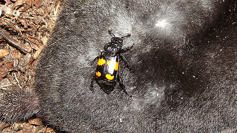 Nicrophorus vespilloides - Inspecting a dead mole  Carrion Beetle,Jane's garden,Lesser Vespillo Burying Beetle,Nicrophorinae,Nicrophorus,Nicrophorus vespilloides,Silphidae,Staph,burying beetle,nl: Gewone doodgraver