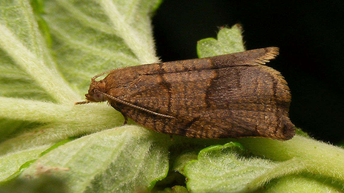 Archips rosana  Archipini,Archips,Archips rosana,Jane's garden,Tortricidae,Tortricinae,leaf roller,nl: Heggenbladroller