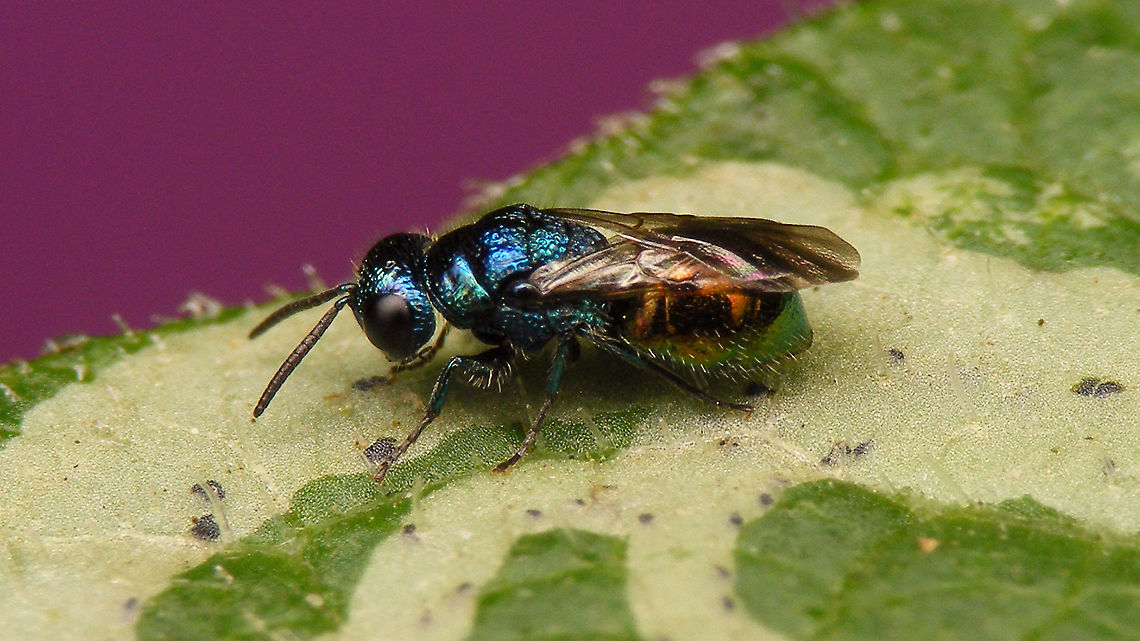Pseudomalus auratus Tentative ID by self ... Chrysididae,Chrysidinae,Chrysidoidea,Elampini,Jane's garden,Pseudomalus,Pseudomalus auratus,cuckoo wasp