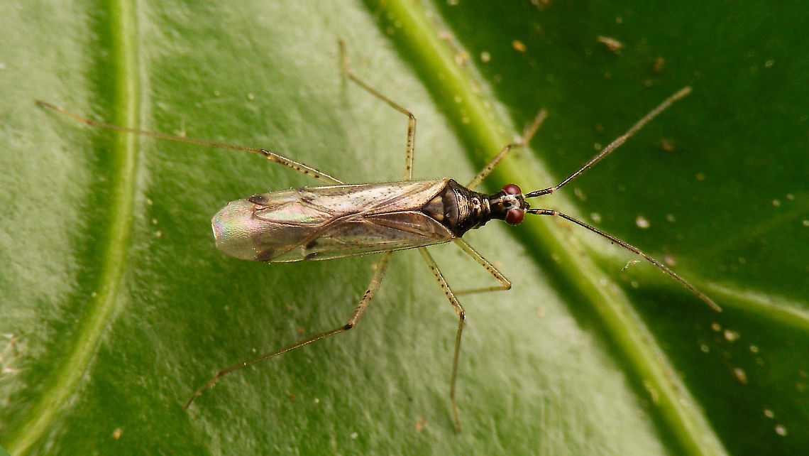 Dicyphus errans  Bryocorinae,Dicyphini,Dicyphus,Dicyphus errans,Heteroptera,Jane's garden,Miridae,Netherlands,nl: Zwervende bochelwants