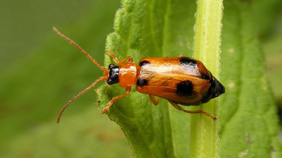 Phyllobrotica quadrimaculata - Female  Chrysomelidae,Galerucinae,Geotagged,Luperini,Netherlands,Phyllobrotica,Phyllobrotica quadrimaculata,nl: Glidkruidhaantje