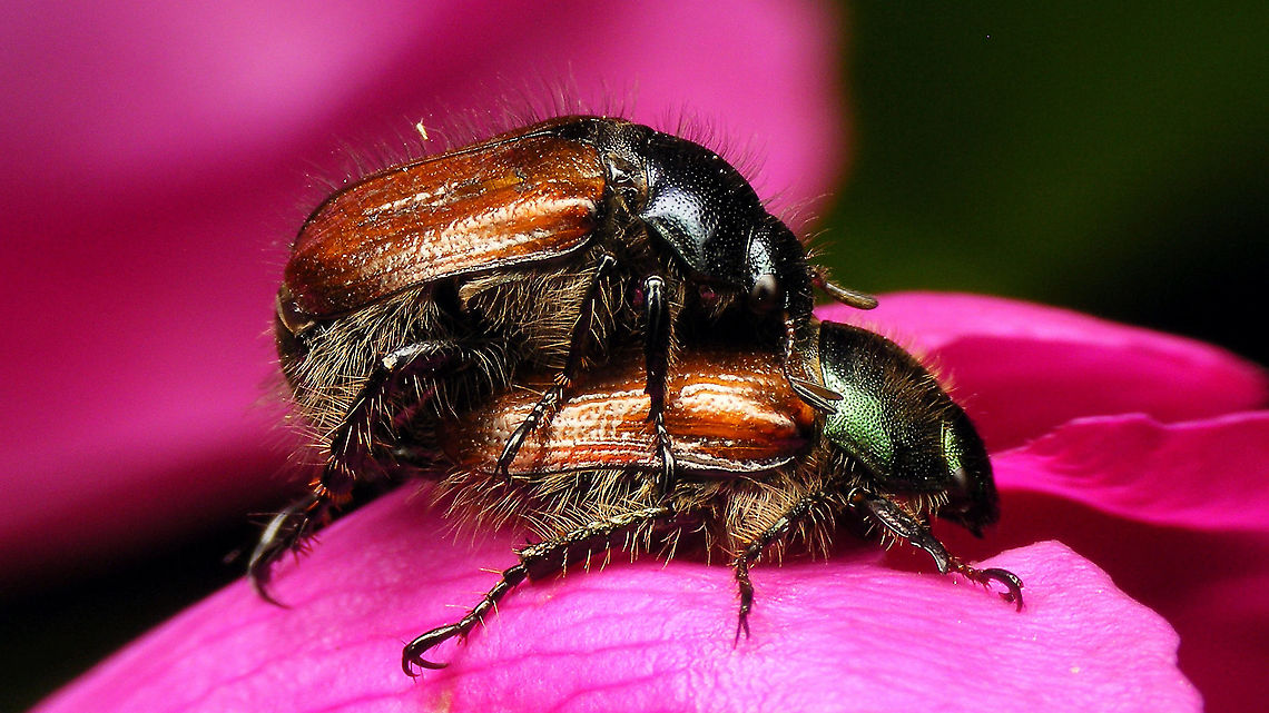 Phyllopertha horticola - Copula Them being called &quot;Rose-beetle&quot; in Dutch and doing it on a rose deserves them their little moment in the spotlights, me thinks :o) Anomalini,Garden chafer,Jane's garden,Phyllopertha,Phyllopertha Horticola,Phyllopertha horticola,Rutelidae,Rutelinae,Scarabeoidea,copulation,nl: Rozenkever