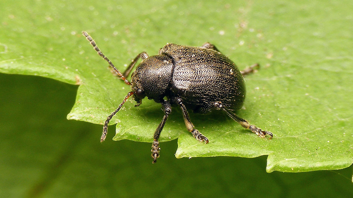 Bromius obscurus  Adoxini,Bromius,Bromius obscurus,Chrysomelidae,Chrysomeloidea,Eumolpinae,Jane's garden,nl: Basterdwederikkever,nl: Donkere valkever