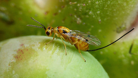 Megastigmus aculeatus - Female  Chalcid wasp,Chalcidoidea,Jane's garden,Megastigmidae,Megastigmus,Megastigmus aculeatus,Rosa rugosa,Torymidae,nl: Rimpelroos,nl: Rozenzaadwesp