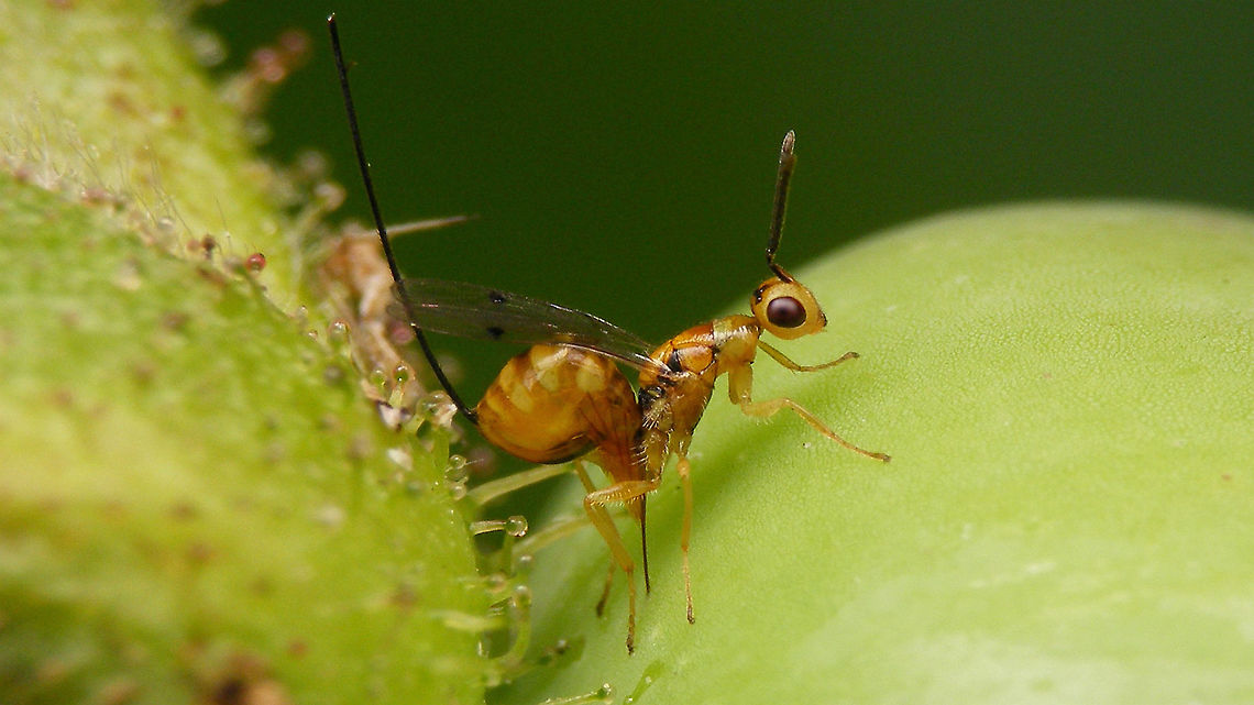 Megastigmus aculeatus - Oviposition  Chalcid wasp,Chalcidoidea,Jane's garden,Megastigmidae,Megastigmus,Megastigmus aculeatus,Oviposition,Rosa rugosa,Torymidae,nl: Rimpelroos,nl: Rozenzaadwesp