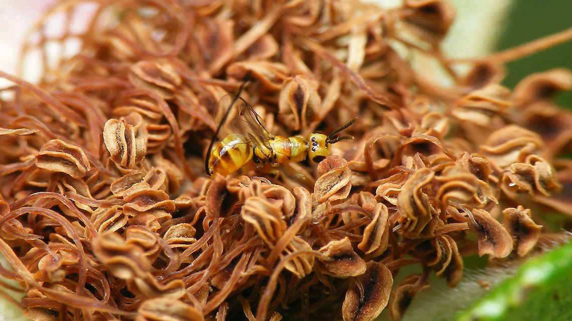 Megastigmus aculeatus - Oviposition flowerside This lady had chosen a somewhat "different" strategy for oviposition, as mostly these will deposit their eggs in the rose hip from the smooth surface of the hip under the flower head, as seen in this image:<br />
<figure class="photo"><a href="https://www.jungledragon.com/image/95722/megastigmus_aculeatus_-_oviposition.html" title="Megastigmus aculeatus - Oviposition"><img src="https://s3.amazonaws.com/media.jungledragon.com/images/3043/95722_thumb.jpg?AWSAccessKeyId=05GMT0V3GWVNE7GGM1R2&Expires=1769040010&Signature=0YGL4WcZSq2ofquNStnAh51w27E%3D" width="200" height="114" alt="Megastigmus aculeatus - Oviposition  Chalcid wasp,Chalcidoidea,Jane's garden,Megastigmidae,Megastigmus,Megastigmus aculeatus,Oviposition,Rosa rugosa,Torymidae,nl: Rimpelroos,nl: Rozenzaadwesp" /></a></figure><br />
 Chalcid wasp,Chalcidoidea,Jane's garden,Megastigmidae,Megastigmus,Megastigmus aculeatus,Oviposition,Rosa rugosa,Torymidae,nl: Rimpelroos,nl: Rozenzaadwesp