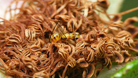 Megastigmus aculeatus - Oviposition flowerside This lady had chosen a somewhat "different" strategy for oviposition, as mostly these will deposit their eggs in the rose hip from the smooth surface of the hip under the flower head, as seen in this image:
https://www.jungledragon.com/image/95722/megastigmus_aculeatus_-_oviposition.html
 Chalcid wasp,Chalcidoidea,Jane's garden,Megastigmidae,Megastigmus,Megastigmus aculeatus,Oviposition,Rosa rugosa,Torymidae,nl: Rimpelroos,nl: Rozenzaadwesp