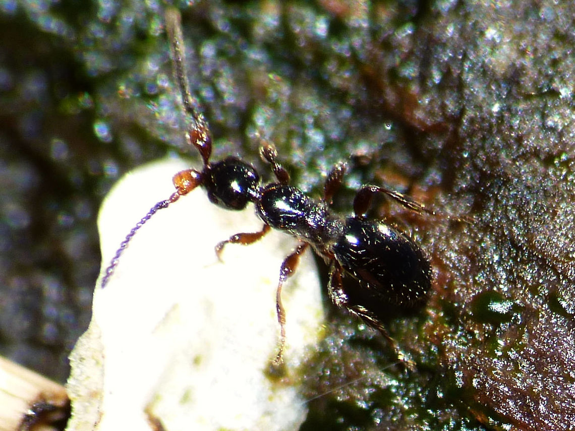 Platymischus dilatatus - Male Stumbled on these older images while looking through my parasitoid wasps. Images are of the first record of this species for the Netherlands :o)<br />
Collage here:<br />
<figure class="photo"><a href="https://www.jungledragon.com/image/95758/platymischus_dilatatus_-_collage.html" title="Platymischus dilatatus - Collage"><img src="https://s3.amazonaws.com/media.jungledragon.com/images/3043/95758_thumb.jpg?AWSAccessKeyId=05GMT0V3GWVNE7GGM1R2&Expires=1770854410&Signature=ZrxSdCPgWKZA641VuS4ATvqzveY%3D" width="200" height="150" alt="Platymischus dilatatus - Collage Stumbled on these older images while looking through my parasitoid wasps. Images are of the first record of this species for the Netherlands :o)<br />
A bit closer here:<br />
https://www.jungledragon.com/image/95757/p1180440_watw.html Apocrita,Diapriidae,Geotagged,Netherlands,Parasitoid wasp,Platymischus,Platymischus dilatatus,Proctotrupoidea" /></a></figure> Apocrita,Diapriidae,Geotagged,Netherlands,Parasitoid wasp,Platymischus,Platymischus dilatatus,Proctotrupoidea
