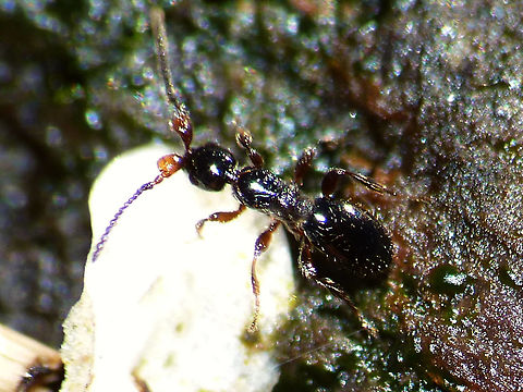 Platymischus dilatatus - Male Stumbled on these older images while looking through my parasitoid wasps. Images are of the first record of this species for the Netherlands :o)
Collage here:
https://www.jungledragon.com/image/95758/platymischus_dilatatus_collage_finger4size_watw.html Apocrita,Diapriidae,Geotagged,Netherlands,Parasitoid wasp,Platymischus,Platymischus dilatatus,Proctotrupoidea