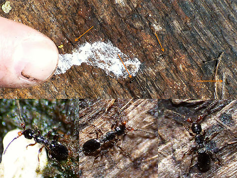 Platymischus dilatatus - Collage Stumbled on these older images while looking through my parasitoid wasps. Images are of the first record of this species for the Netherlands :o)
A bit closer here:
https://www.jungledragon.com/image/95757/p1180440_watw.html Apocrita,Diapriidae,Geotagged,Netherlands,Parasitoid wasp,Platymischus,Platymischus dilatatus,Proctotrupoidea