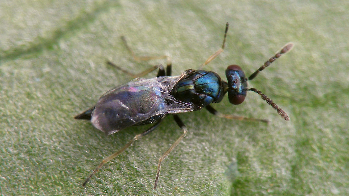 Pnigalio epilobii - Female Pnigalio epilobii Bouček, 1966 reared from pupae of Mompha epilobiella on Epilobium hirsutum.<br />
Det. Sandrine Ulenberg based on samples sent to her (thanks Sandrine!)<br />
Lateral view here:<br />
<figure class="photo"><a href="https://www.jungledragon.com/image/95760/pnigalio_epilobii_-_grooming.html" title="Pnigalio epilobii - Grooming"><img src="https://s3.amazonaws.com/media.jungledragon.com/images/3043/95760_thumb.jpg?AWSAccessKeyId=05GMT0V3GWVNE7GGM1R2&Expires=1759968010&Signature=PfF90iM5im0mvJ%2F0pb67lNmDqGg%3D" width="200" height="114" alt="Pnigalio epilobii - Grooming Pnigalio epilobii Bouček, 1966 reared from pupae of Mompha epilobiella on Epilobium hirsutum.<br />
Det. Sandrine Ulenberg based on samples sent to her (thanks Sandrine!)<br />
Dorsal view here:<br />
https://www.jungledragon.com/image/95759/pnigalio_epilobii_-_female.html<br />
 Chalcid wasp,Chalcidoidea,Eulophidae,Eulophinae,Pnigalio,Pnigalio epilobii" /></a></figure> Chalcid wasp,Chalcidoidea,Eulophidae,Eulophinae,Pnigalio,Pnigalio epilobii