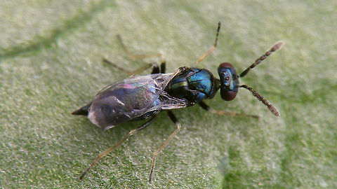 Pnigalio epilobii - Female Pnigalio epilobii Bouček, 1966 reared from pupae of Mompha epilobiella on Epilobium hirsutum.
Det. Sandrine Ulenberg based on samples sent to her (thanks Sandrine!)
Lateral view here:
https://www.jungledragon.com/image/95760/pnigalio_epilobii_-_grooming.html Chalcid wasp,Chalcidoidea,Eulophidae,Eulophinae,Pnigalio,Pnigalio epilobii