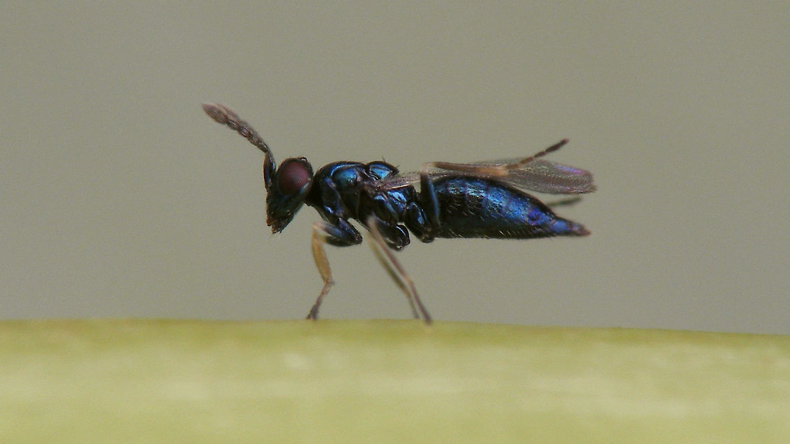 Pnigalio epilobii - Grooming Pnigalio epilobii Bouček, 1966 reared from pupae of Mompha epilobiella on Epilobium hirsutum.<br />
Det. Sandrine Ulenberg based on samples sent to her (thanks Sandrine!)<br />
Dorsal view here:<br />
<figure class="photo"><a href="https://www.jungledragon.com/image/95759/pnigalio_epilobii_-_female.html" title="Pnigalio epilobii - Female"><img src="https://s3.amazonaws.com/media.jungledragon.com/images/3043/95759_thumb.jpg?AWSAccessKeyId=05GMT0V3GWVNE7GGM1R2&Expires=1763596810&Signature=BFBcVS2tXVJelkaciaIhdgfPXVM%3D" width="200" height="114" alt="Pnigalio epilobii - Female Pnigalio epilobii Bouček, 1966 reared from pupae of Mompha epilobiella on Epilobium hirsutum.<br />
Det. Sandrine Ulenberg based on samples sent to her (thanks Sandrine!)<br />
Lateral view here:<br />
https://www.jungledragon.com/image/95760/pnigalio_epilobii_-_grooming.html Chalcid wasp,Chalcidoidea,Eulophidae,Eulophinae,Pnigalio,Pnigalio epilobii" /></a></figure><br />
 Chalcid wasp,Chalcidoidea,Eulophidae,Eulophinae,Pnigalio,Pnigalio epilobii