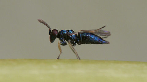 Pnigalio epilobii - Grooming Pnigalio epilobii Bouček, 1966 reared from pupae of Mompha epilobiella on Epilobium hirsutum.
Det. Sandrine Ulenberg based on samples sent to her (thanks Sandrine!)
Dorsal view here:
https://www.jungledragon.com/image/95759/pnigalio_epilobii_-_female.html
 Chalcid wasp,Chalcidoidea,Eulophidae,Eulophinae,Pnigalio,Pnigalio epilobii