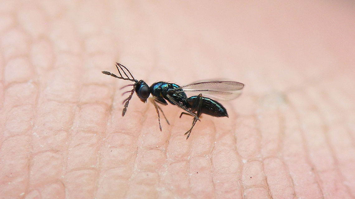 Pnigalio epilobii - Male Pnigalio epilobii Bouček, 1966 reared from pupae of Mompha epilobiella on Epilobium hirsutum.<br />
Det. Sandrine Ulenberg based on samples sent to her (thanks Sandrine!) Chalcid wasp,Chalcidoidea,Eulophidae,Eulophinae,Pnigalio,Pnigalio epilobii