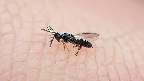 Pnigalio epilobii - Male Pnigalio epilobii Bouček, 1966 reared from pupae of Mompha epilobiella on Epilobium hirsutum.
Det. Sandrine Ulenberg based on samples sent to her (thanks Sandrine!) Chalcid wasp,Chalcidoidea,Eulophidae,Eulophinae,Pnigalio,Pnigalio epilobii