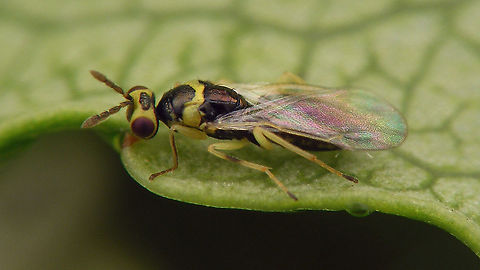 Cirrospilus pictus Hyperparasite on the cocoons of some Braconidae found on Willow
Tentative ID by self (see: https://waarneming.nl/observation/123744746/ )
On the cocoons it developed in:
https://www.jungledragon.com/image/95763/cirrospilus_pictus_on_braconid_cocoons.html Apocrita,Chalcid wasp,Chalcidoidea,Cirrospilus,Cirrospilus pictus,Eulophidae,Eulophinae,Geotagged,Netherlands,Parasitoid wasp