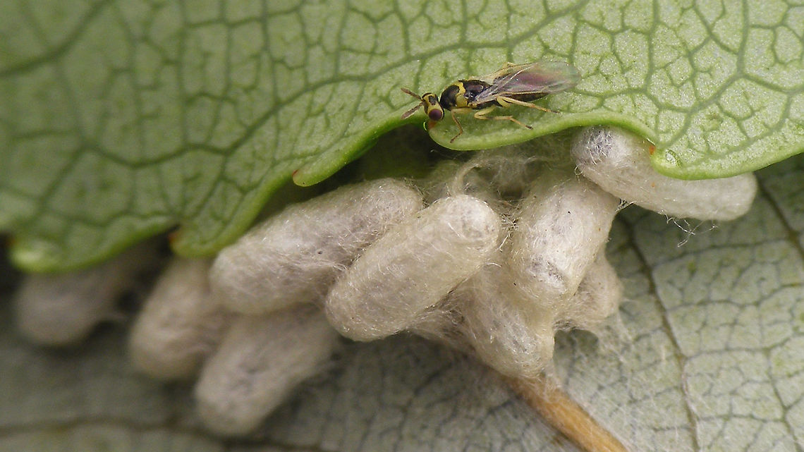 Cirrospilus pictus on Braconid cocoons Hyperparasite on the cocoons of some Braconidae found on Willow<br />
Tentative ID by self (see: <a href="https://waarneming.nl/observation/123744746/" rel="nofollow">https://waarneming.nl/observation/123744746/</a> )<br />
Close-up here:<br />
<figure class="photo"><a href="https://www.jungledragon.com/image/95762/cirrospilus_pictus.html" title="Cirrospilus pictus"><img src="https://s3.amazonaws.com/media.jungledragon.com/images/3043/95762_thumb.jpg?AWSAccessKeyId=05GMT0V3GWVNE7GGM1R2&Expires=1759968010&Signature=957xPTNzw%2BpXX2Tr0NmF6z5k6Bs%3D" width="200" height="114" alt="Cirrospilus pictus Hyperparasite on the cocoons of some Braconidae found on Willow<br />
Tentative ID by self (see: https://waarneming.nl/observation/123744746/ )<br />
On the cocoons it developed in:<br />
https://www.jungledragon.com/image/95763/cirrospilus_pictus_on_braconid_cocoons.html Apocrita,Chalcid wasp,Chalcidoidea,Cirrospilus,Cirrospilus pictus,Eulophidae,Eulophinae,Geotagged,Netherlands,Parasitoid wasp" /></a></figure> Apocrita,Chalcid wasp,Chalcidoidea,Cirrospilus,Cirrospilus pictus,Eulophidae,Eulophinae,Geotagged,Netherlands,Parasitoid wasp