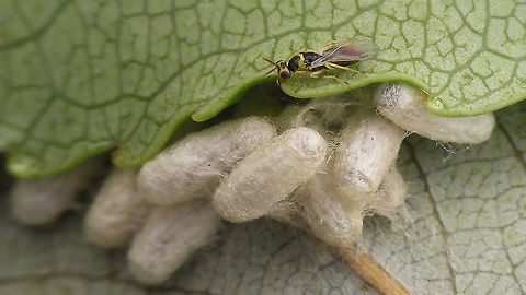 Cirrospilus pictus on Braconid cocoons Hyperparasite on the cocoons of some Braconidae found on Willow
Tentative ID by self (see: https://waarneming.nl/observation/123744746/ )
Close-up here:
https://www.jungledragon.com/image/95762/cirrospilus_pictus.html Apocrita,Chalcid wasp,Chalcidoidea,Cirrospilus,Cirrospilus pictus,Eulophidae,Eulophinae,Geotagged,Netherlands,Parasitoid wasp