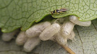 Cirrospilus pictus on Braconid cocoons Hyperparasite on the cocoons of some Braconidae found on Willow<br />
Tentative ID by self (see: https://waarneming.nl/observation/123744746/ )<br />
Close-up here:<br />
https://www.jungledragon.com/image/95762/cirrospilus_pictus.html Apocrita,Chalcid wasp,Chalcidoidea,Cirrospilus,Cirrospilus pictus,Eulophidae,Eulophinae,Geotagged,Netherlands,Parasitoid wasp