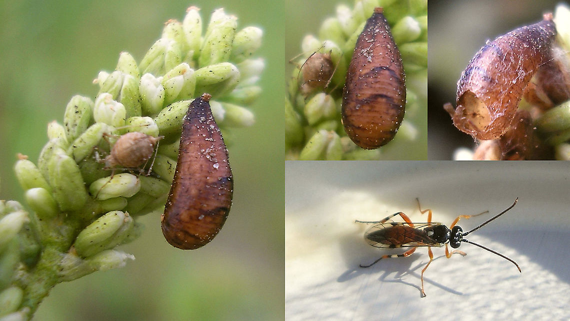 Diplazon laetatorius from Syrphid pupa One of my first rearing projects (2006) - image quality accordingly ;o) Diplazon,Diplazon laetatorius,Diplazontinae,Hover Fly Parasite,Ichneumonidae,Ichneumonoidea,Parasitoid wasp