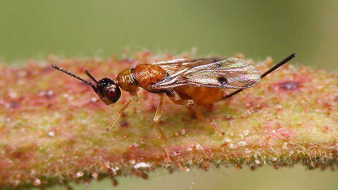 Megastigmus rosae - Female When posted on the forum of waarneming.nl Paul Hoekstra recognized this as probably Megastigmus nigrovariegatus - a new species for the Netherlands. Final ID pending, awaiting microscopic examination :o)
The verdict is in! Sandrine Ulenberg kindly took it upon her to ID our wasps and found that this "new" Megastigmus is Megastigmus rosae Bouček, 1971. Even so, still a new species for the Netherlands! :o) Chalcid wasp,Chalcidoidea,Jane's garden,Megastigmidae,Megastigmus,Megastigmus rosae,Rosa rugosa,Torymidae,nl: Rimpelroos,rosae