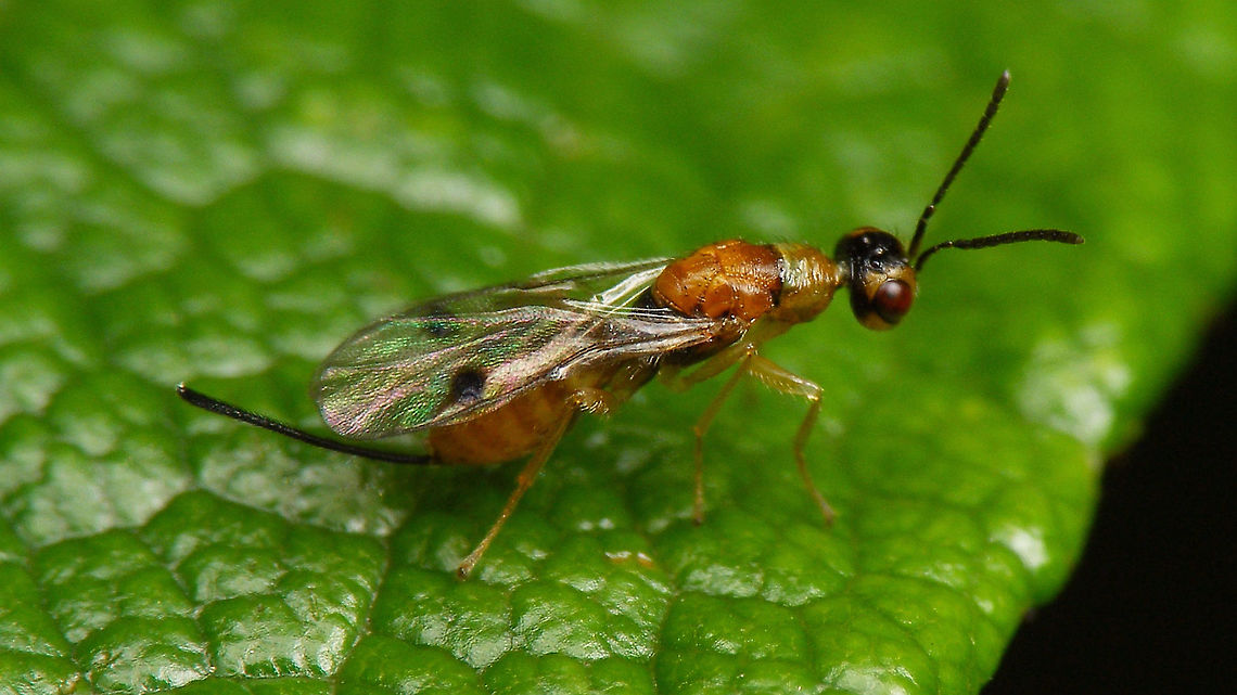 Megastigmus rosae When posted on the forum of waarneming.nl Paul Hoekstra recognized this as probably Megastigmus nigrovariegatus - a new species for the Netherlands. Final ID pending, awaiting microscopic examination :o)<br />
The verdict is in! Sandrine Ulenberg kindly took it upon her to ID our wasps and found that this &quot;new&quot; Megastigmus is Megastigmus rosae Bouček, 1971. Even so, still a new species for the Netherlands! :o) Chalcid wasp,Chalcidoidea,Jane's garden,Megastigmidae,Megastigmus,Megastigmus rosae,Rosa rugosa,Torymidae,nl: Rimpelroos