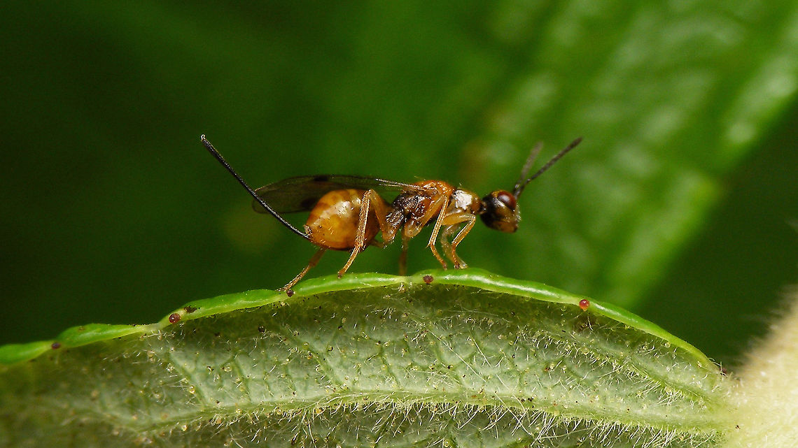 Megastigmus rosae - Lateral When posted on the forum of waarneming.nl Paul Hoekstra recognized this as probably Megastigmus nigrovariegatus - a new species for the Netherlands. Final ID pending, awaiting microscopic examination :o)<br />
The verdict is in! Sandrine Ulenberg kindly took it upon her to ID our wasps and found that this &quot;new&quot; Megastigmus is Megastigmus rosae Bouček, 1971. Even so, still a new species for the Netherlands! :o) Chalcid wasp,Chalcidoidea,Jane's garden,Megastigmidae,Megastigmus,Megastigmus rosae,Rosa rugosa,Torymidae,nl: Rimpelroos