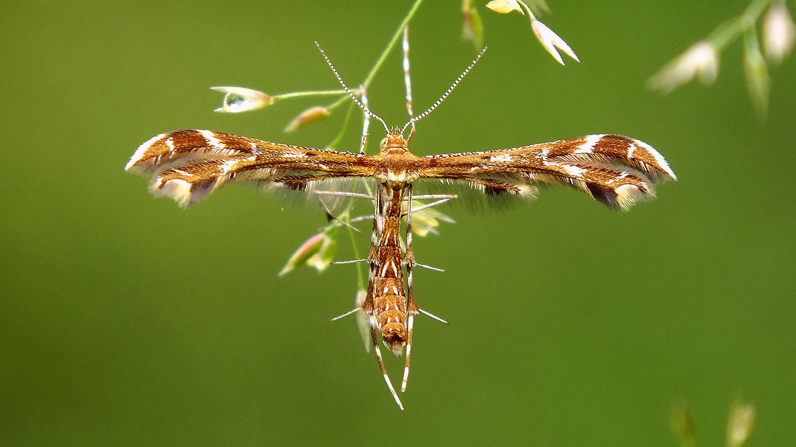 Oxyptilus chrysodactyla  Jane's garden,Oxyptilus,Oxyptilus chrysodactyla,Pterophoridae,Pterophorinae,nl: Havikskruidvedermot