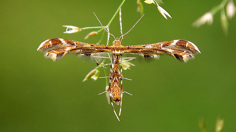 Oxyptilus chrysodactyla