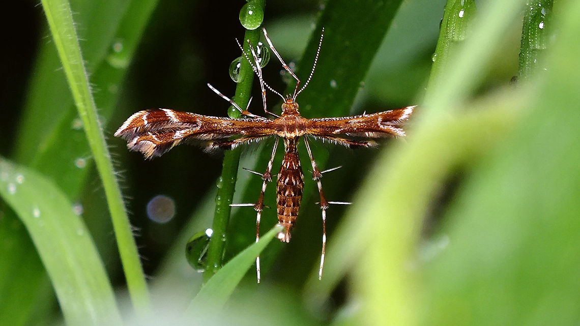 Oxyptilus chrysodactyla - After the rain  Jane's garden,Oxyptilus,Oxyptilus chrysodactyla,Pterophoridae,Pterophorinae,nl: Havikskruidvedermot