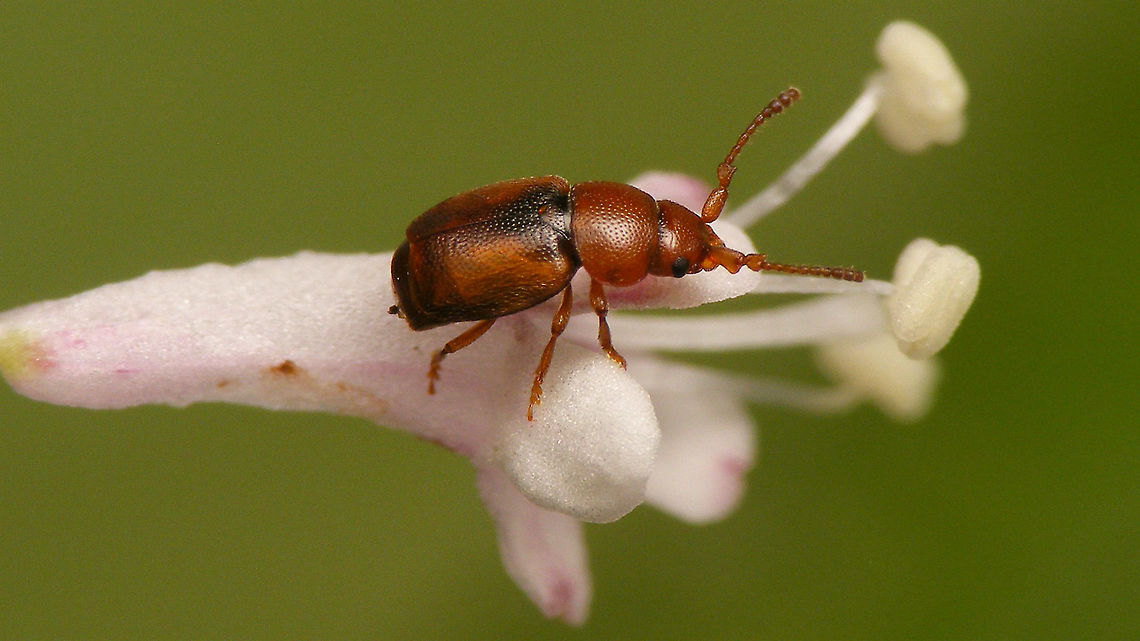 Kateretes pedicularius - Male  Cucujiformia,Cucujoidea,Jane's garden,Kateretes,Kateretes pedicularius,Kateretidae,Polyphaga