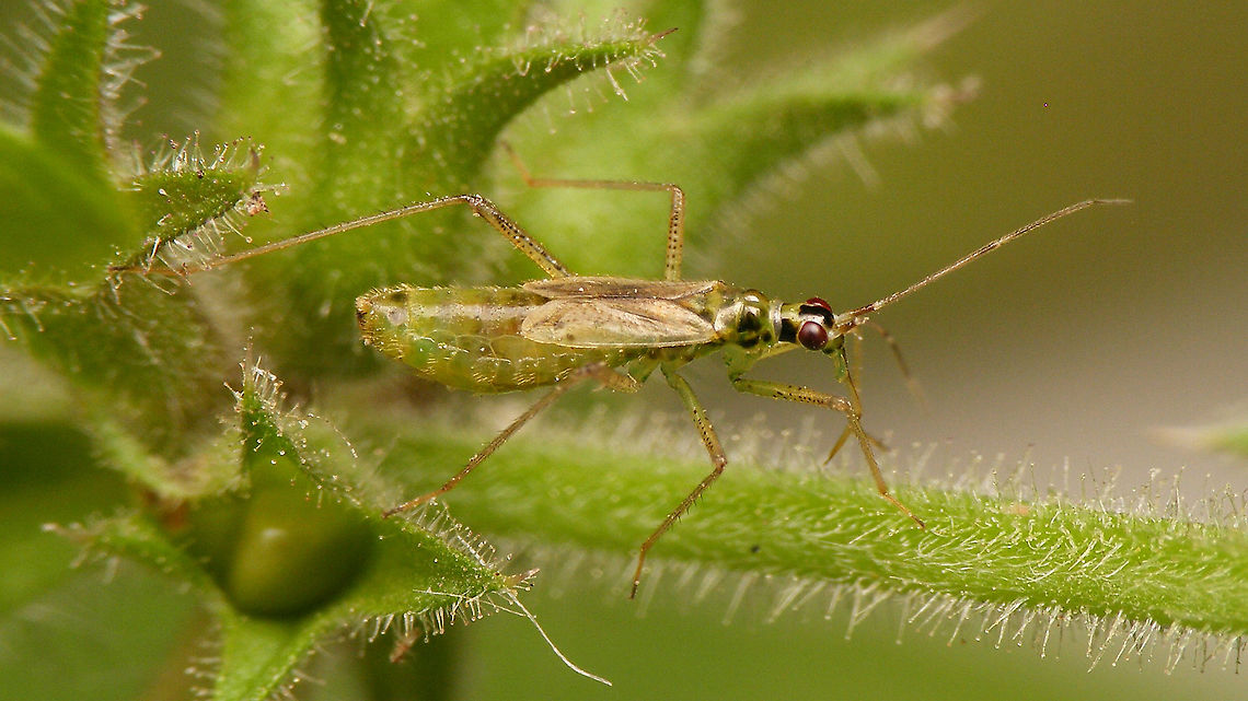 Dicyphus pallidus - Female  Bryocorinae,Dicyphini,Dicyphus,Dicyphus pallidus,Heteroptera,Jane's garden,Miridae,Netherlands,nl: Bosandoornbochelwants
