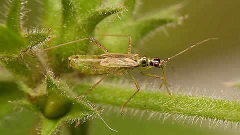 Dicyphus pallidus - Female  Bryocorinae,Dicyphini,Dicyphus,Dicyphus pallidus,Heteroptera,Jane's garden,Miridae,Netherlands,nl: Bosandoornbochelwants
