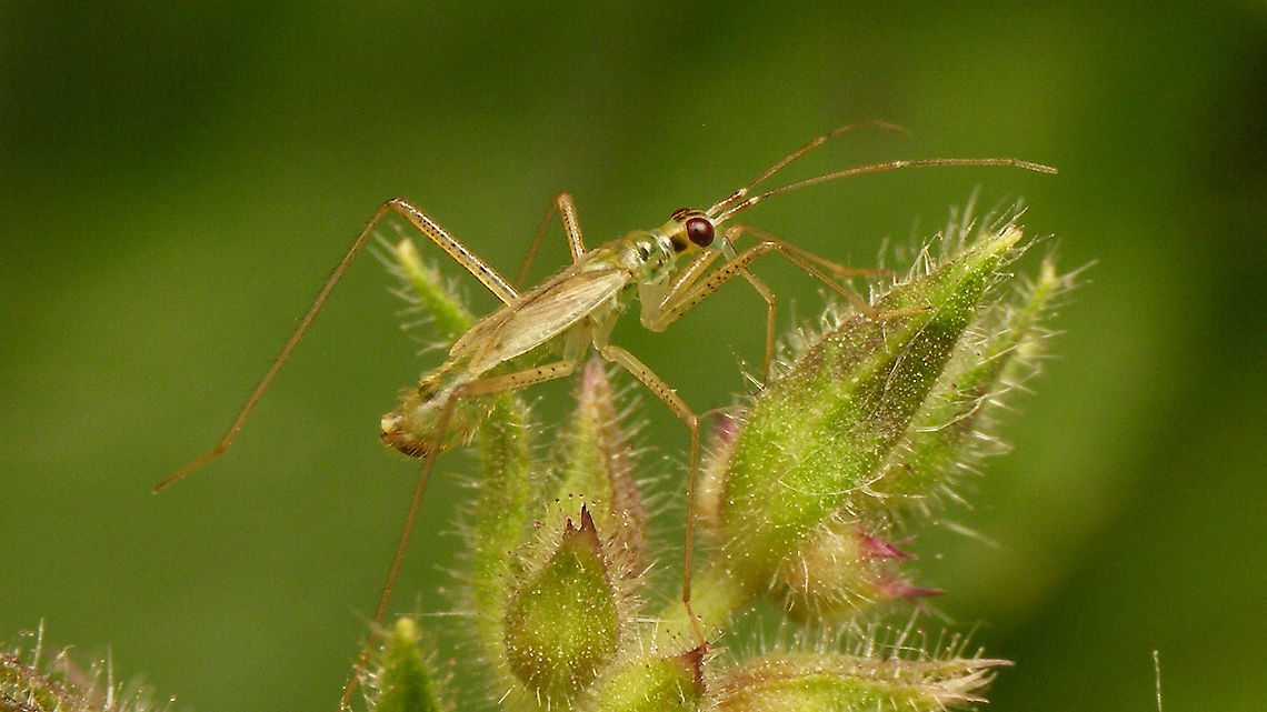 Dicyphus pallidus - Male  Bryocorinae,Dicyphini,Dicyphus,Dicyphus pallidus,Heteroptera,Jane's garden,Miridae,Netherlands,nl: Bosandoornbochelwants