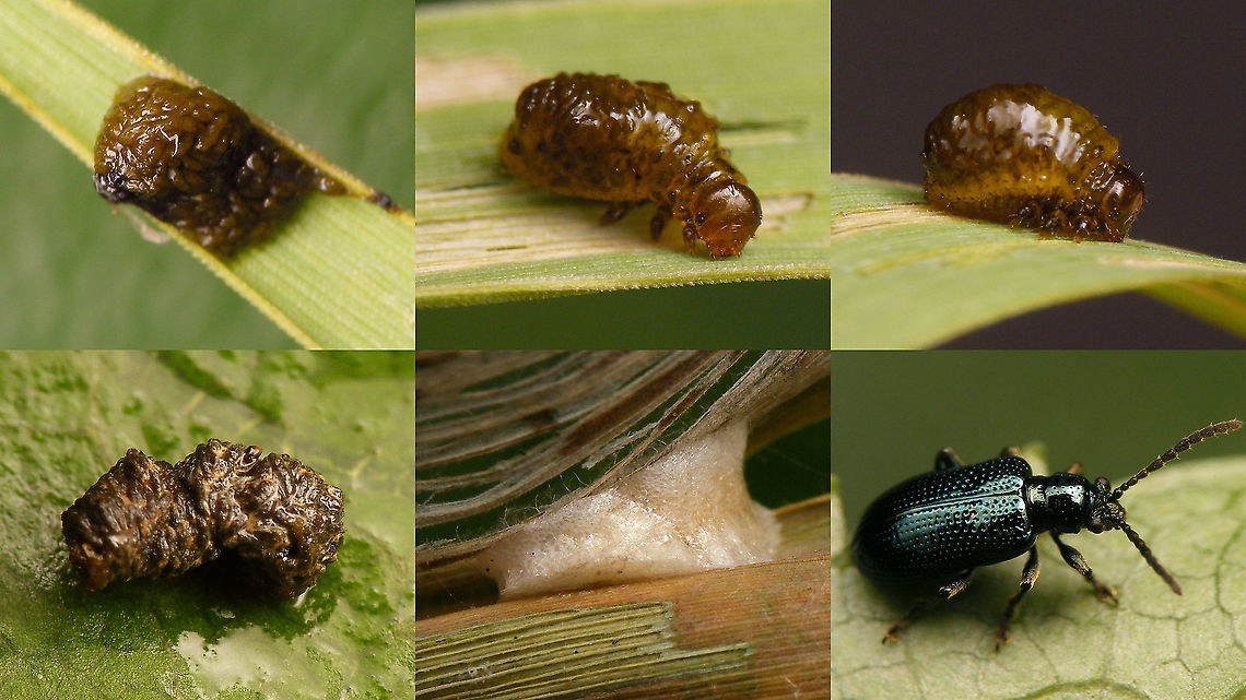 Oulema obscura - Development Top row: This little larva had just shortly before shed its skin with poo-camouflage (top left) and was beginning to build up a new camouflage slime layer with excrements.<br />
Bottom row: Before pupating, it sheds its slimy skin with excrements one last time and spins a somewhat sponge-like cocoon. About two weeks later the beetle emerges.<br />
Have a look at <a href="https://www.jungledragon.com/tag/46273/oulema.html" title="Oulema" class="tag"><em>10</em>Oulema</a> for more images of similar larvae. 4K UHD,Camouflage,Chrysomelidae,Cocoon,Criocerinae,Geotagged,Larva,Netherlands,Oulema,Oulema obscura