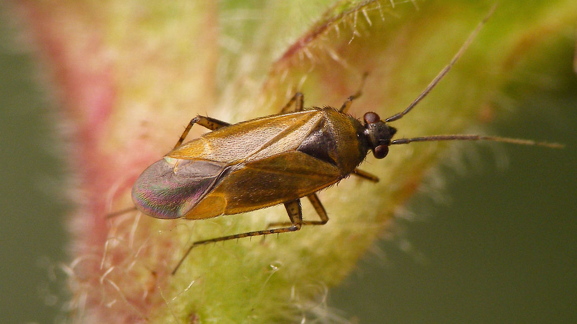 Plagiognathus arbustorum Just adding the species :o) Cimicomorpha,Heteroptera,Jane's garden,Miridae,Phylinae,Phylini,Plagiognathus,Plagiognathus arbustorum,nl: Streepdijblindwants